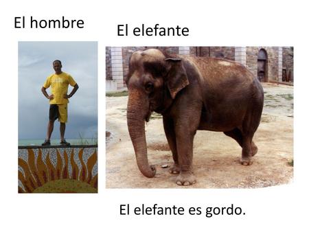 El hombre El elefante El elefante es gordo..
