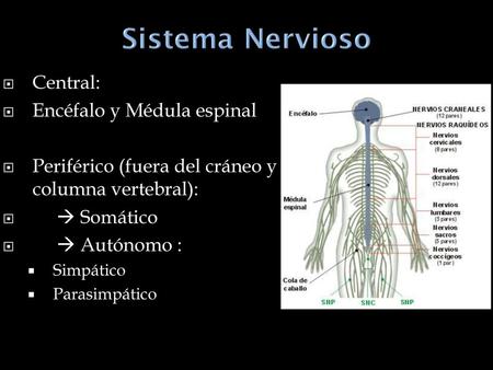 Encéfalo y Médula espinal