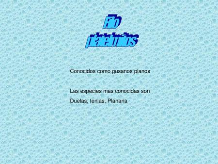 Filo platelmitos Conocidos como gusanos planos