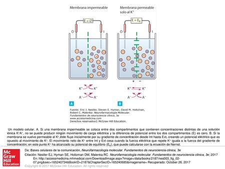 Un modelo celular. A. Si una membrana impermeable se coloca entre dos compartimentos que contienen concentraciones distintas de una solución iónica K+A−,