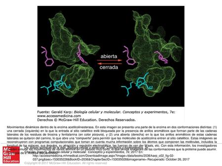 Movimientos dinámicos dentro de la enzima acetilcolinesterasa