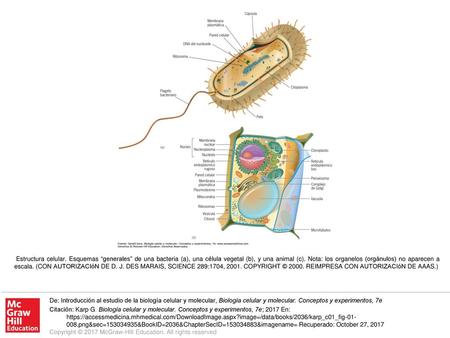 Estructura celular. Esquemas “generales” de una bacteria (a), una célula vegetal (b), y una animal (c). Nota: los organelos (orgánulos) no aparecen a escala.