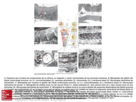 A. Esquema que muestra los componentes de la nefrona, su irrigación y cortes transversales de las porciones tubulares. B. Micrografía del epitelio del.