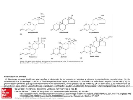 (a) Hormonas sexuales (moléculas que regulan el desarrollo de las estructuras sexuales y diversos comportamientos reproductores). (b) Un mineralocorticoide.