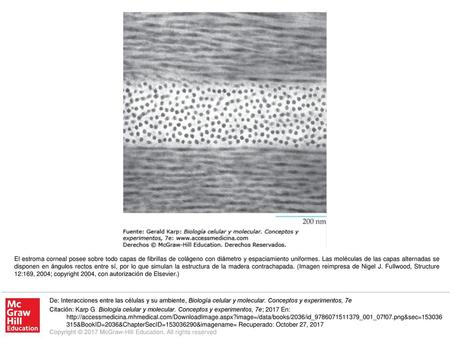 El estroma corneal posee sobre todo capas de fibrillas de colágeno con diámetro y espaciamiento uniformes. Las moléculas de las capas alternadas se disponen.