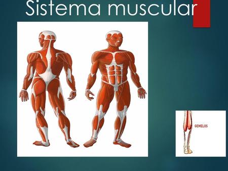 Sistema muscular.