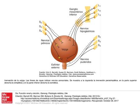 Inervación de la vejiga