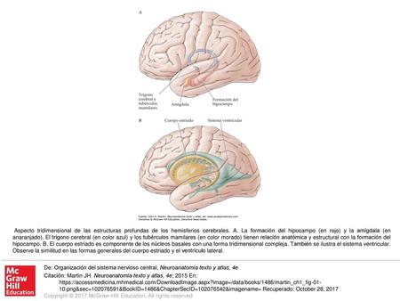 Aspecto tridimensional de las estructuras profundas de los hemisferios cerebrales. A. La formación del hipocampo (en rojo) y la amígdala (en anaranjado).