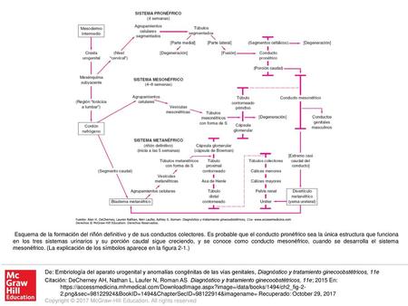 Esquema de la formación del riñón definitivo y de sus conductos colectores. Es probable que el conducto pronéfrico sea la única estructura que funciona.
