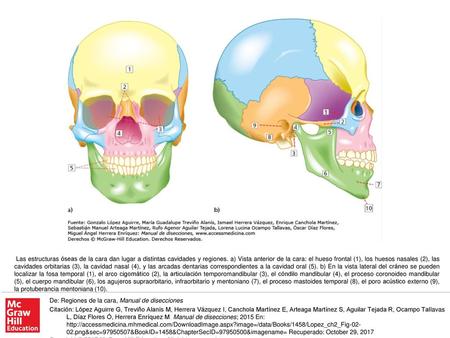 Las estructuras óseas de la cara dan lugar a distintas cavidades y regiones. a) Vista anterior de la cara: el hueso frontal (1), los huesos nasales (2),