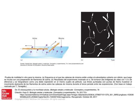 Prueba de motilidad in vitro para la miosina