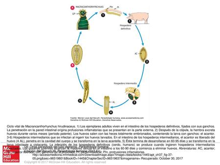 Ciclo vital de Macrancanthorhynchus hirudinaceus