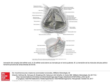 Inervación del complejo del esfínter anal. A