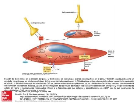 Función del óxido nítrico en la erección del pene