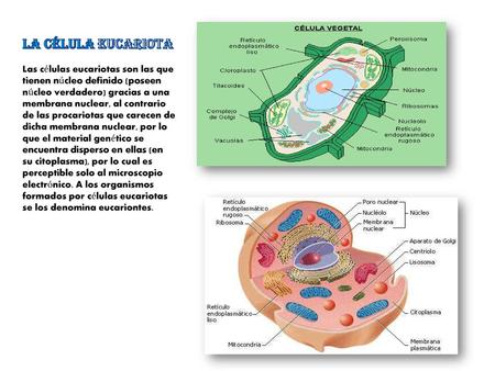 LA CÉLULA EUCARIOTA Las células eucariotas son las que tienen núcleo definido (poseen núcleo verdadero) gracias a una membrana nuclear, al contrario de.
