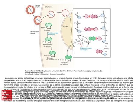 Mecanismo de acción del aciclovir en células infectadas por el virus de herpes simple. Se muestra un virión de herpes simple uniéndose a una célula hospedadora.