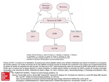 Efectos del IGF-I y la leptina en el hipotálamo