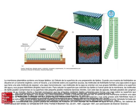 La membrana plasmática contiene una bicapa lipídica