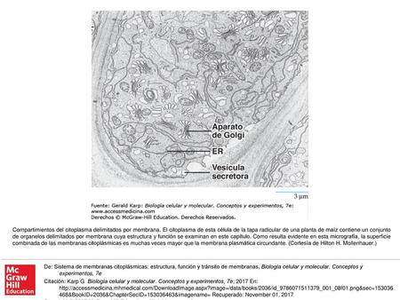 Compartimientos del citoplasma delimitados por membrana