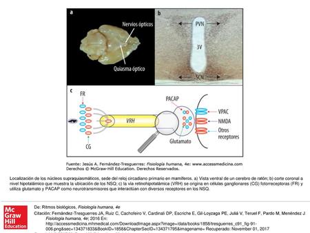 Localización de los núcleos supraquiasmáticos, sede del reloj circadiano primario en mamíferos. a) Vista ventral de un cerebro de ratón; b) corte coronal.