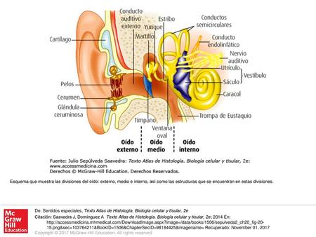 Esquema que muestra las divisiones del oído: externo, medio e interno, así como las estructuras que se encuentran en estas divisiones. De: Sentidos especiales,