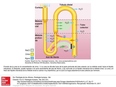 Función de la urea en la concentración de orina