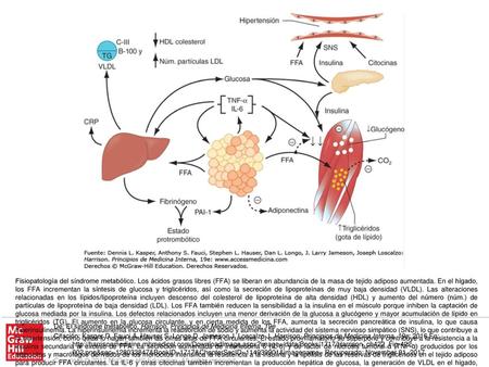 Fisiopatología del síndrome metabólico
