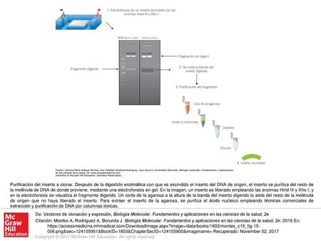Purificación del inserto a clonar