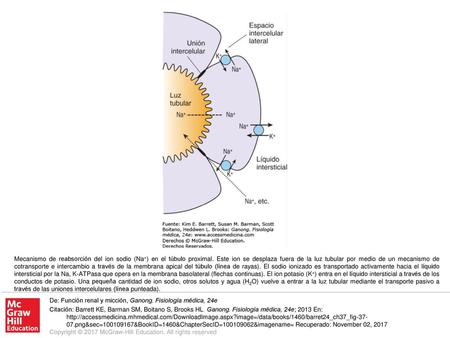 Mecanismo de reabsorción del ion sodio (Na+) en el túbulo proximal
