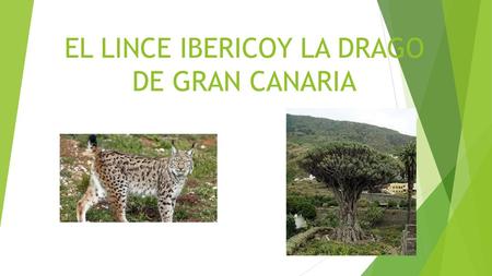 EL LINCE IBERICOY LA DRAGO DE GRAN CANARIA