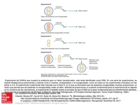 Experimento de Griffiths que muestra la evidencia para un factor transformador, más tarde identificado como DNA. En una serie de experimentos, se inyectó.