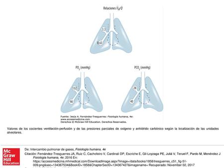 Valores de los cocientes ventilación-perfusión y de las presiones parciales de oxígeno y anhídrido carbónico según la localización de las unidades alveolares.