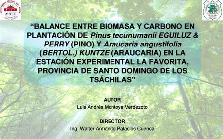 “BALANCE ENTRE BIOMASA Y CARBONO EN PLANTACIÓN DE Pinus tecunumanii EGUILUZ & PERRY (PINO) Y Araucaria angustifolia (BERTOL.) KUNTZE (ARAUCARIA) EN LA.