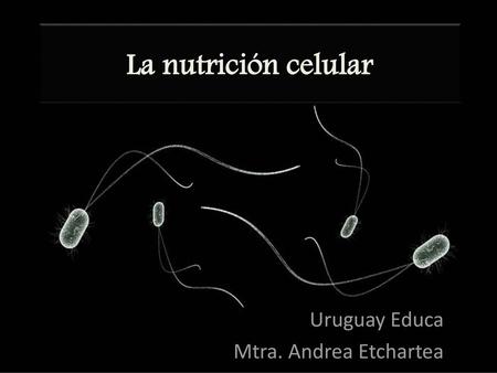 Uruguay Educa Mtra. Andrea Etchartea