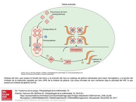 Síntesis del hem, que recalca la función del hierro y la inserción del hem en cadenas de globina individuales para hacer hemoglobina, y la función del.