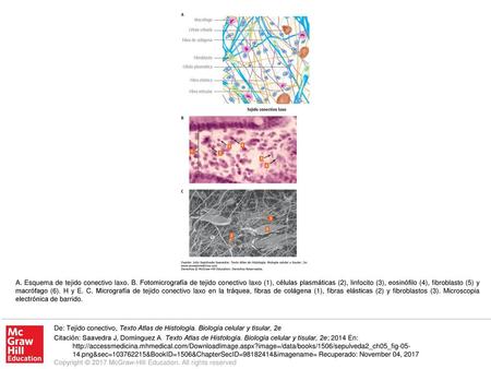 A. Esquema de tejido conectivo laxo. B