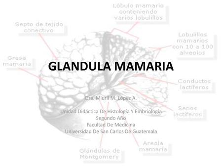 GLANDULA MAMARIA Dra. Miuril M. López A.