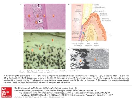 A. Fotomicrografía que muestra el hueso alveolar (1), el ligamento periodontal (2) con abundantes vasos sanguíneos (3), se observa además el cemento (4)