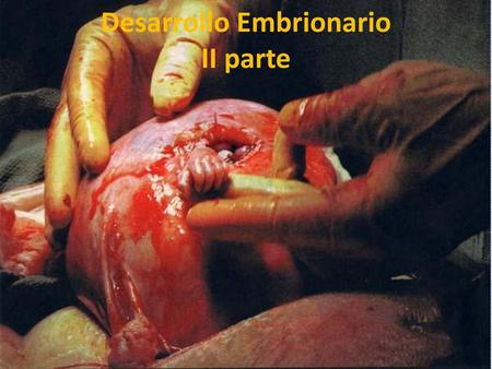 Desarrollo Embrionario II parte
