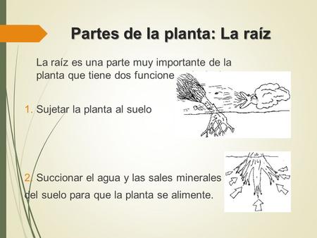 Las Plantas Las Plantas Terrestres Acuaticas Y Algas Las