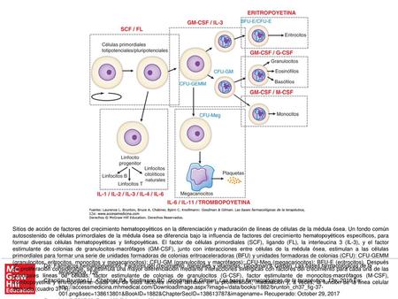 Sitios de acción de factores del crecimiento hematopoyéticos en la diferenciación y maduración de líneas de células de la médula ósea. Un fondo común autosostenido.