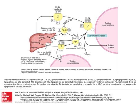 Destino metabólico de VLDL y producción de LDL