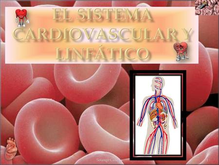 El Sistema Cardiovascular y Linfático