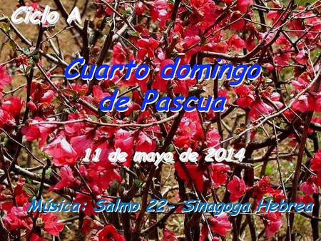 Cuarto domingo de Pascua Música: Salmo 22- Sinagoga Hebrea