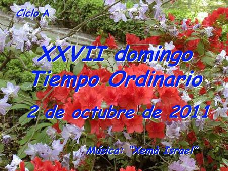 XXVII domingo Tiempo Ordinario