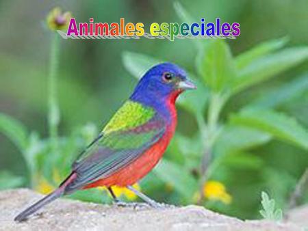 Animales especiales.