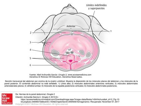 Sección transversal del abdomen por encima de la cicatriz umbilical