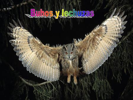 Buhos y lechuzas.