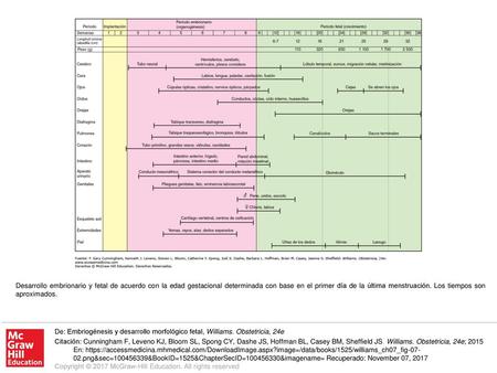 Desarrollo embrionario y fetal de acuerdo con la edad gestacional determinada con base en el primer día de la última menstruación. Los tiempos son aproximados.