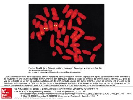 Localización cromosómica de una secuencia de DNA no repetida